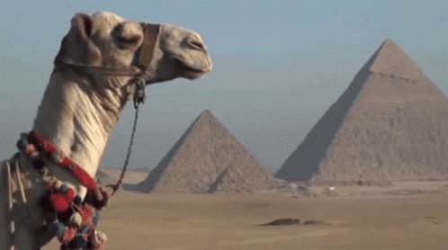 Camel Pyramid GIF