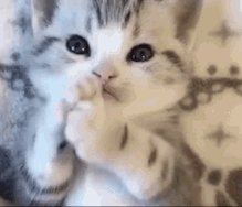 Kawaii Cat GIF