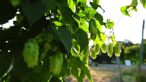 Sun Farm GIF by Rogue Ales ...