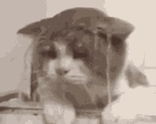 Cat Kitty GIF