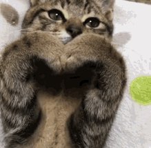 Heart Cat GIF