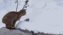 Pajo Monaghan Bobcat Pajo GIF