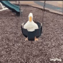 Duck Ducks GIF