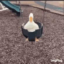 Duck Ducks GIF