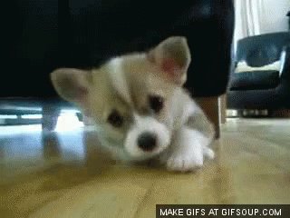 Puppy Crawl GIF