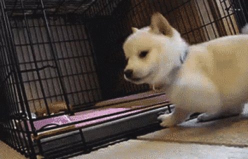 Puppy White Puppy GIF