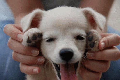 Cute Dog Puppy GIF
