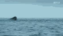 Whale Breath GIF