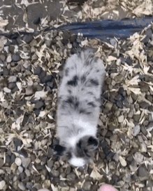 Kamlovesana Puppy Love GIF