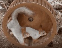 Squirrel Rolling GIF