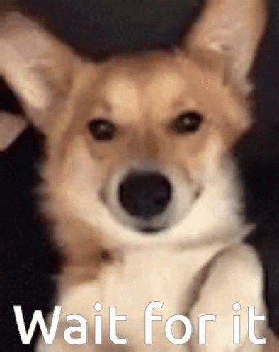 Dog Funny GIF