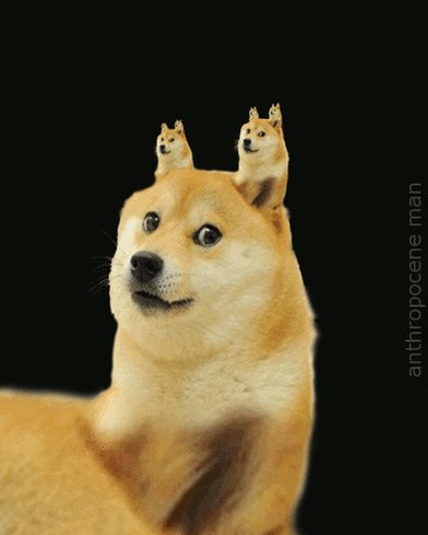 Shiba Inu Meme GIF