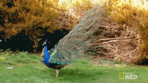 I'M Fabulous GIF