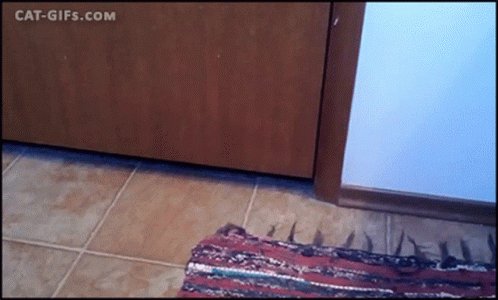 Cat Pulling Rug Rug Pull GIF