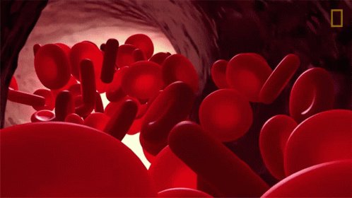 Red Blood Cells National Geographic GIF