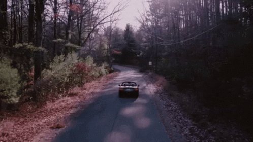 Squirrel Flower Headlights GIF