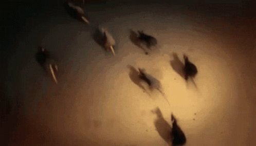 Rats Running GIF