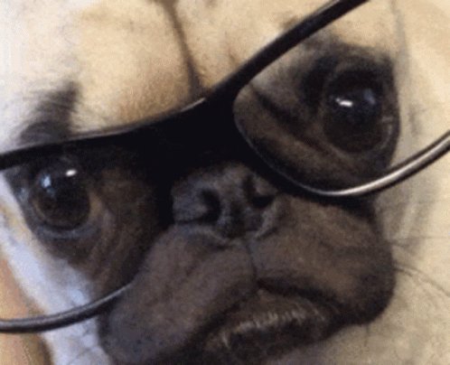 Pug Dog GIF