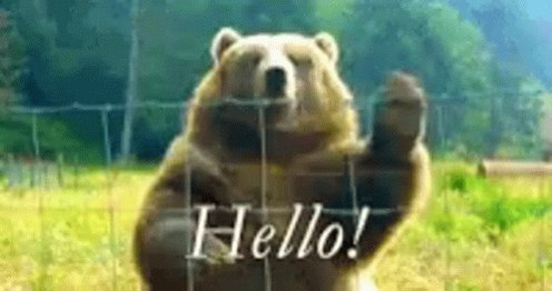 Bear Hello GIF