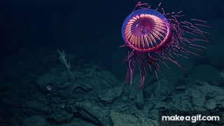 Glowing pink firework jellyfish zig-zagging in ocean waters