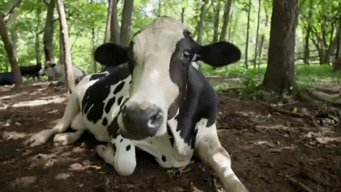 Relax Cow GIF by Mercy For ...