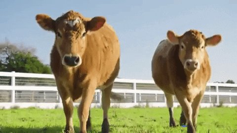 Walking Cow GIF by Mercy Fo...