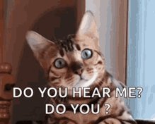 Cats Kitty GIF