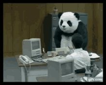 Panda Rage GIF