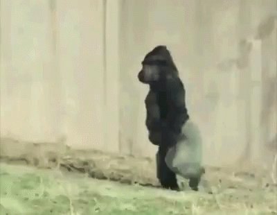 Funny Animals Walking GIF