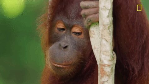 nat geo jungle GIF by National Geographic Channel