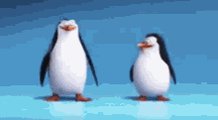 Penguin Pinguino GIF