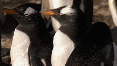 Head Shake World Penguin Da...