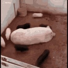 Pig Piglet GIF