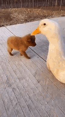 Animals Hugs GIF