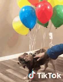 Dog Balloons GIF