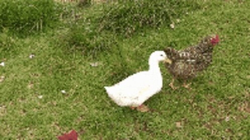 Adiós Duck GIF