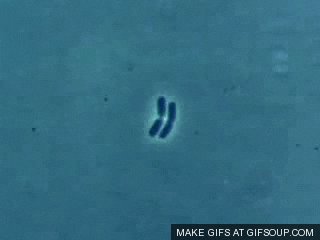 bacteria GIF