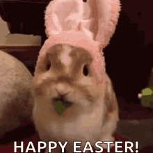 Bunny Easter Bunny GIF