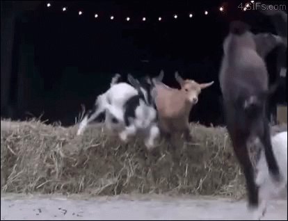 Goat Herd GIF