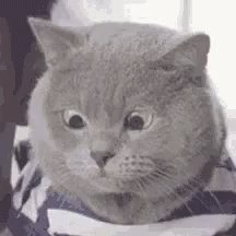 Gato Cats GIF