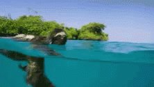 Sloth Lonely GIF