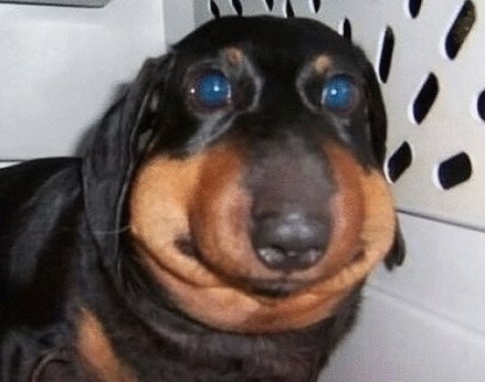 Somos Gabrica on X: "¿Has encontrado a tu perrito "con las patas en la  masa" haciendo alguna travesura? https://t.co/9ExfIsVvU7" / X