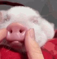 Piggster Meeboo GIF