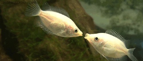 Two fish kissing