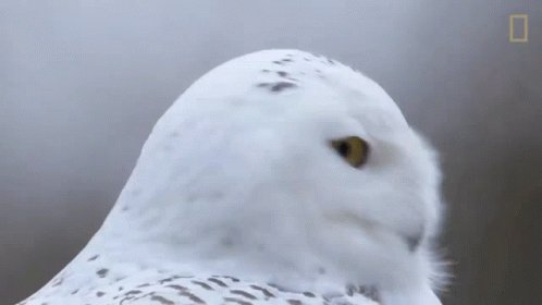 Owl turning its head in judgement