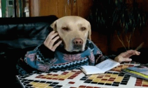 Dog Working GIF