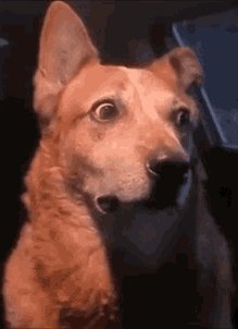 Scared Dog Wtf Is Going On GIF
