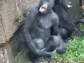 Monkeys GIF