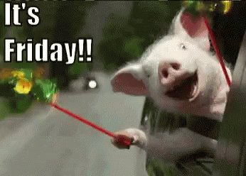 Friday Pig GIF
