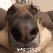 German Shepherd Derp GIF